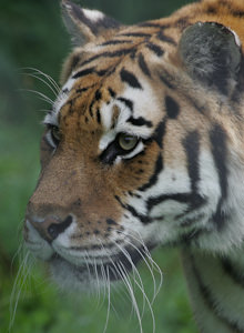 Zoo Photographer