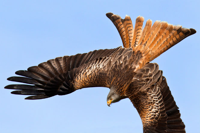 wildlife-photography-wildlife-photographer-assistant-job