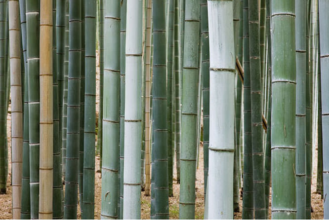 Why &amp; How To Use Vertical Lines In Your Photos