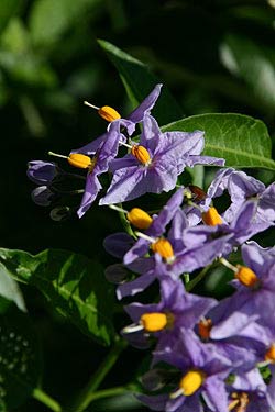 Tamron Di Ii Af 18 0mm F 3 5 6 3 Xr Ld Aspherical If Macro Interchangeable Lens Review Ephotozine