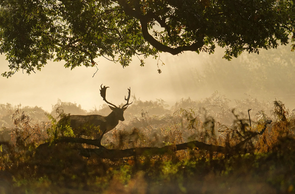 Atmospheric Autumn Stag Landscape Wins �Photo Of The Week