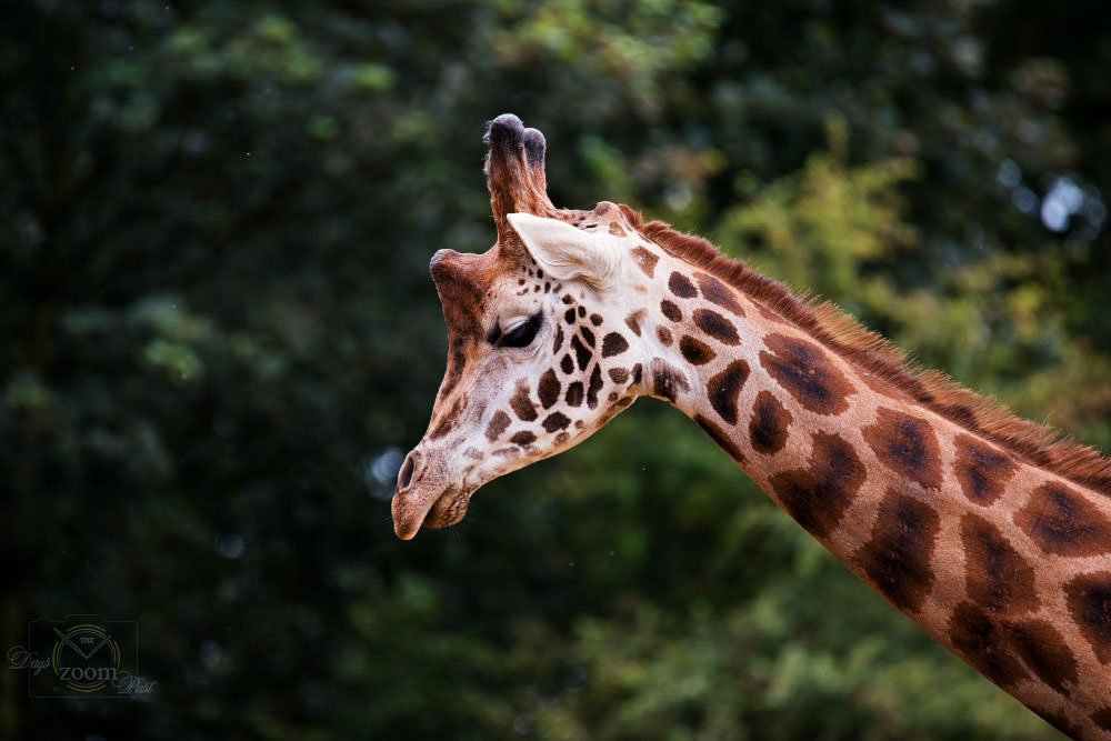 7 Essential Zoo Photography Tips | ePHOTOzine