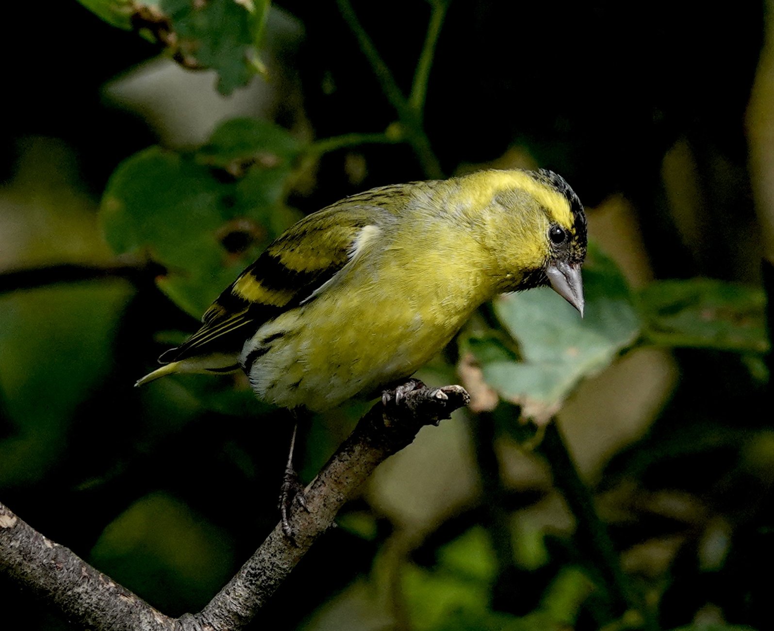 mellow-yellow-by-hobbitdave-ephotozine