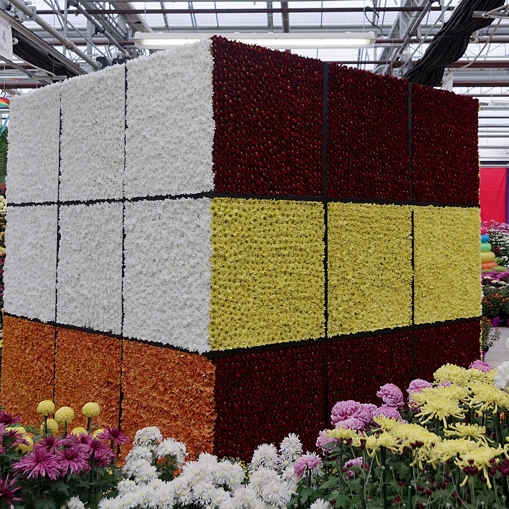 Rubik S Cube At The Mum Festival 18 In The Greenhouses Of Park By Timothydmorton Ephotozine Rubik S Cube At The Mum Festival 18 In The Greenhouses Of Park By Timothydmorton Ephotozine